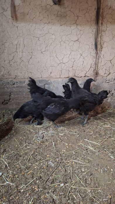 Uxeyleyuy tovuqlar sotiladi