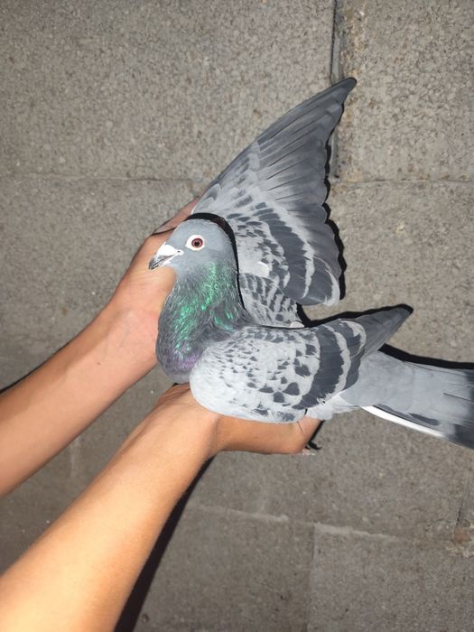 De vânzare porumbei voiajori