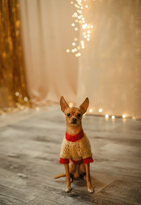 Вязка Той терьер