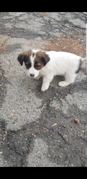 В добрые ручки щенков звонков