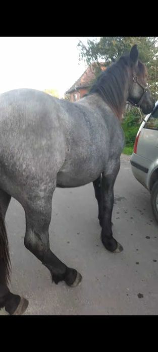 Vand sau schimb manz de un an și 4 luni