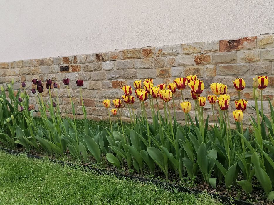 Лалета луковици различни цветове