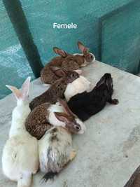 De vânzare iepurii Hycole Francez își caută căsuța nouă!