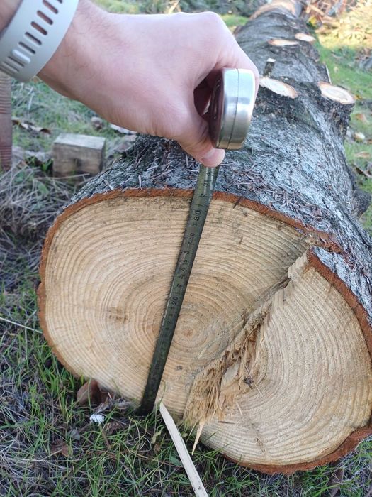 Борови трупи 3 броя - София