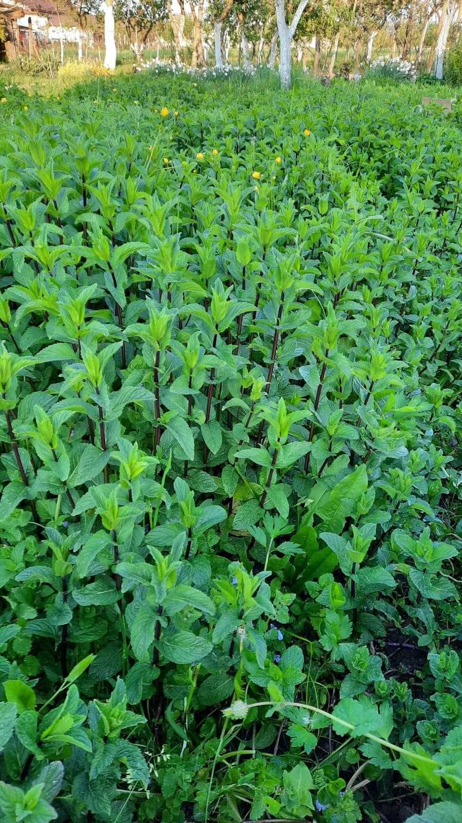 MENTA VERDE pentru baruri si restaurante