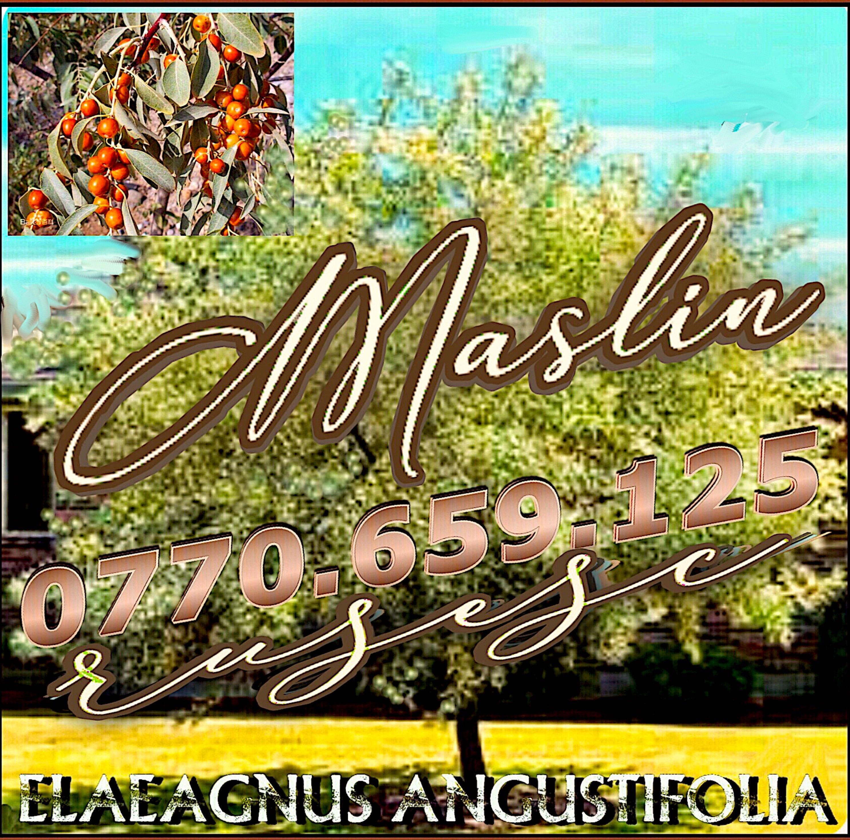 Maslin rusesc (Elaeagnus angustifolia)