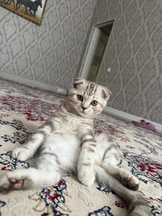 шотландский мысық сатылады!!!