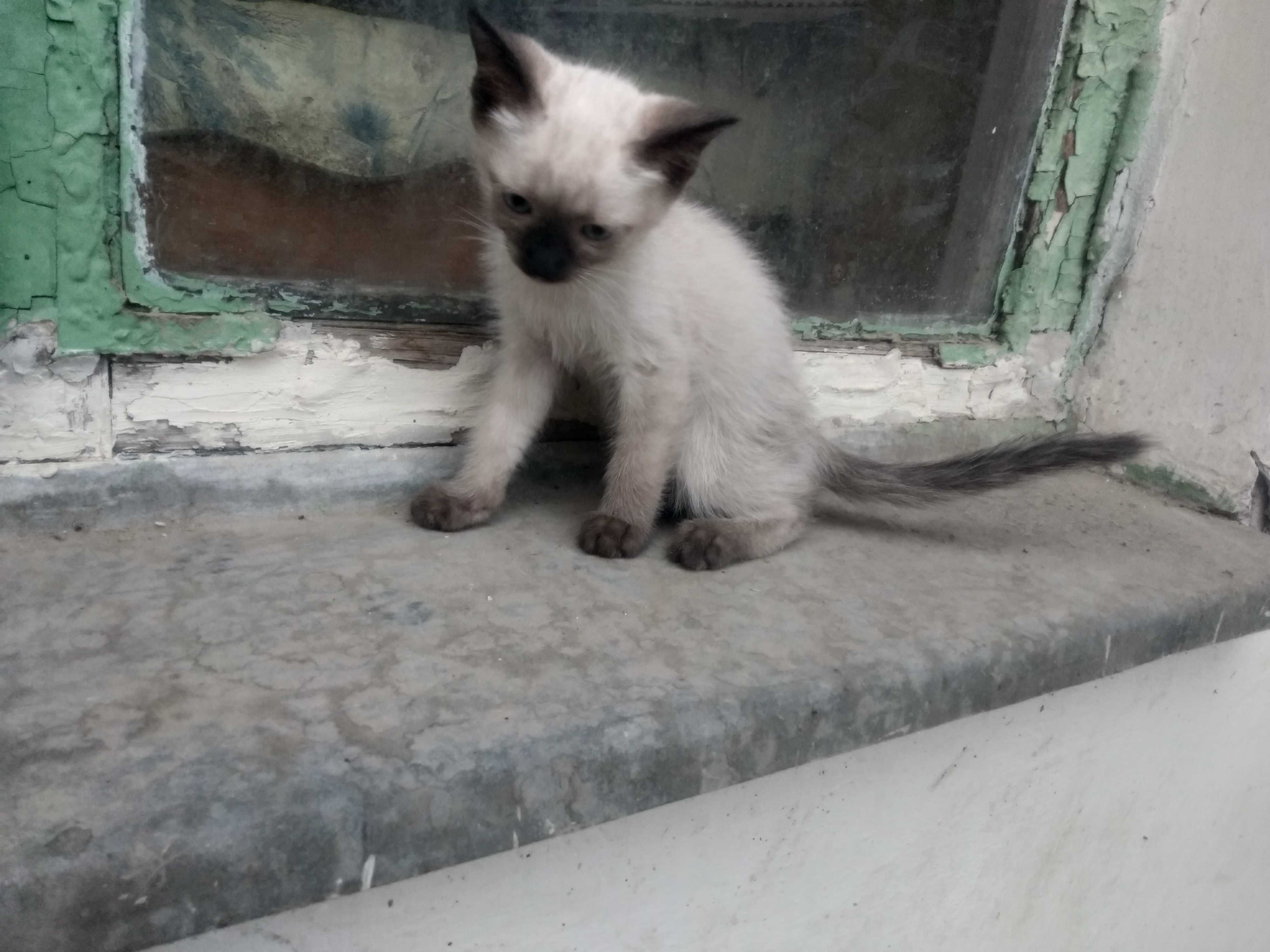 Сиамский котенок