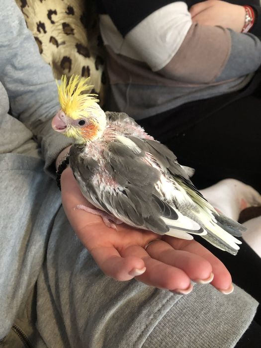 Vand femela micul alexander blândă