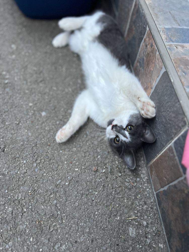 Adoptie pisicute   4luni
