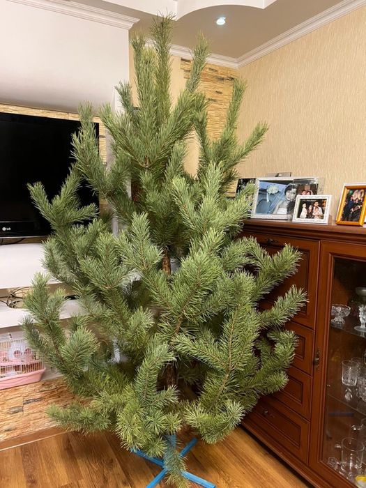 Елки новогодние живые
