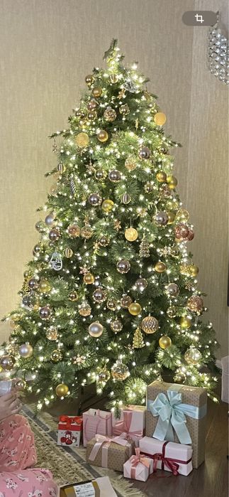 Елка пушистая, высота 2.30