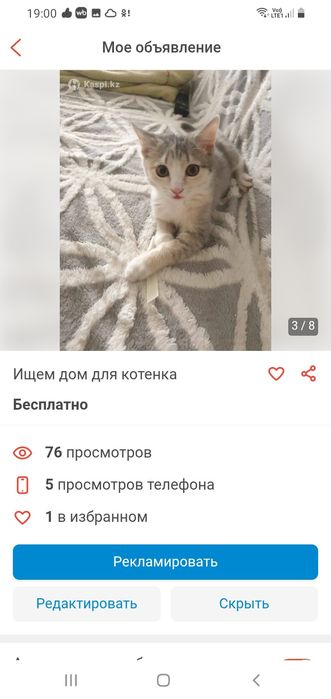 Ищем дом для котенка