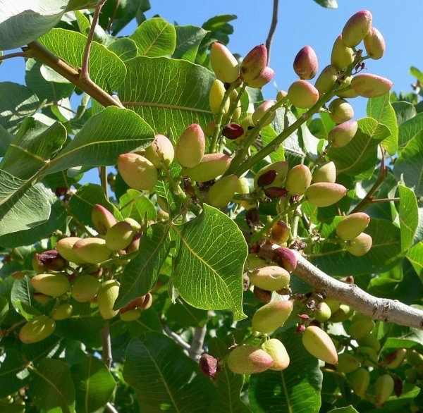 Pomi Exotici (Fistic )