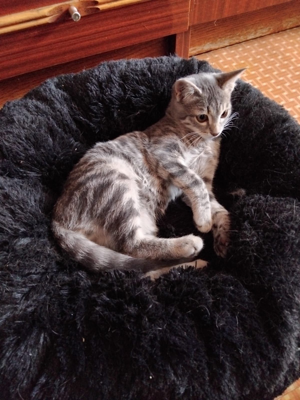 Котёнок!    .    .