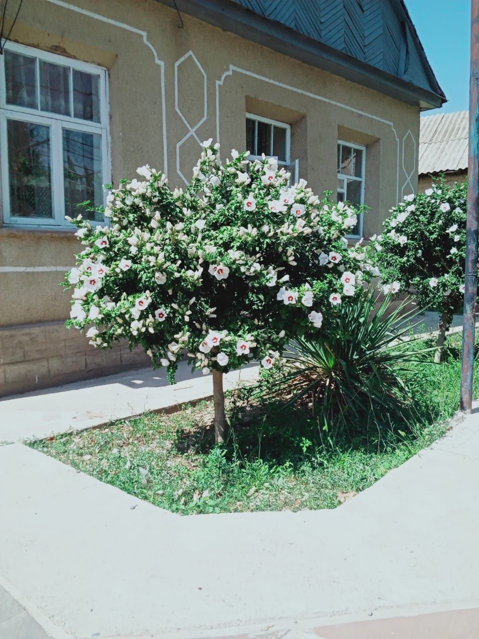 Можжевельник (арша),