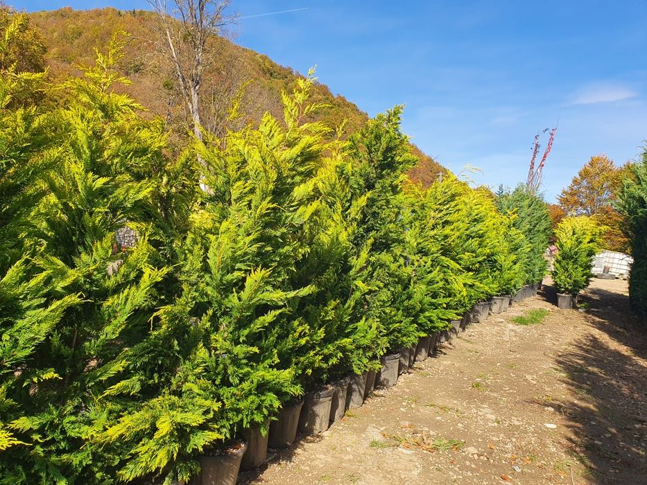 Plante ornamentale diferite specii și înălțimi