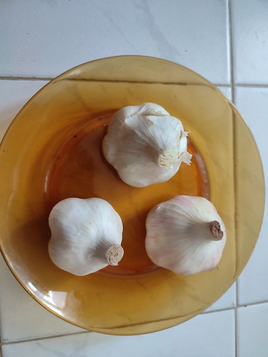 Есенен Български чесън