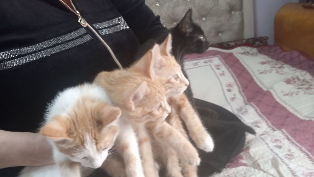 Котята в добрые руки / Мехрибон кулларга мушукчалар