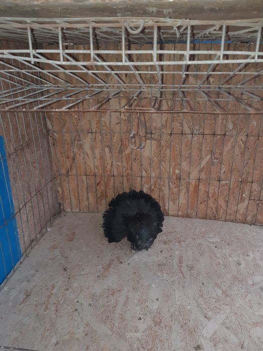 Vand porumbei voltati sau schimb cu cocosi sau gaini Timisoara