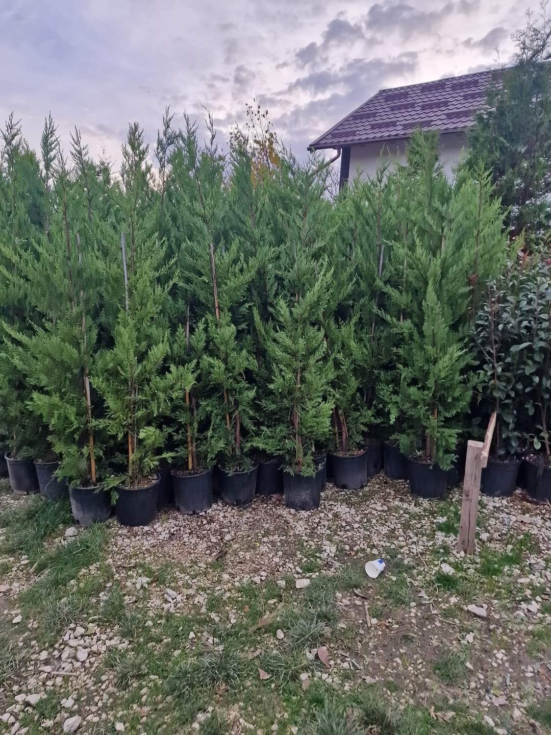 Cupressus leylandii 1.5m - 4m/ gard viu mare/ perdea verde naturala/