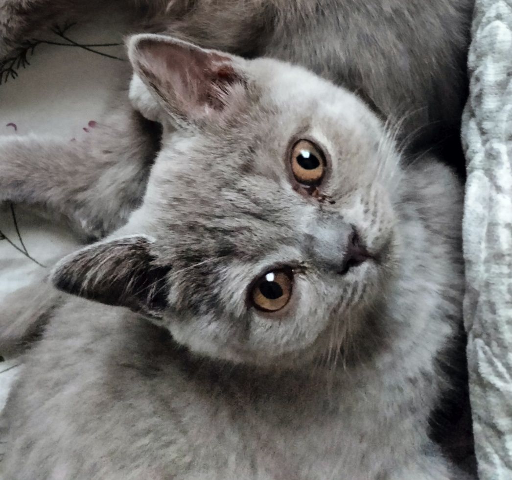 Британская короткошёрстная.