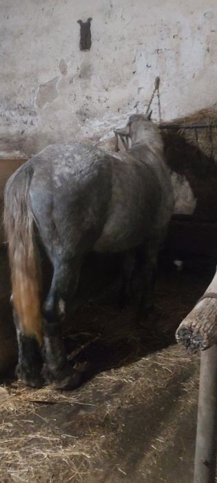 Iapa deresa și armasar