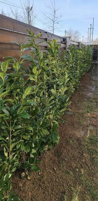 Plante ornamentale de orice soi