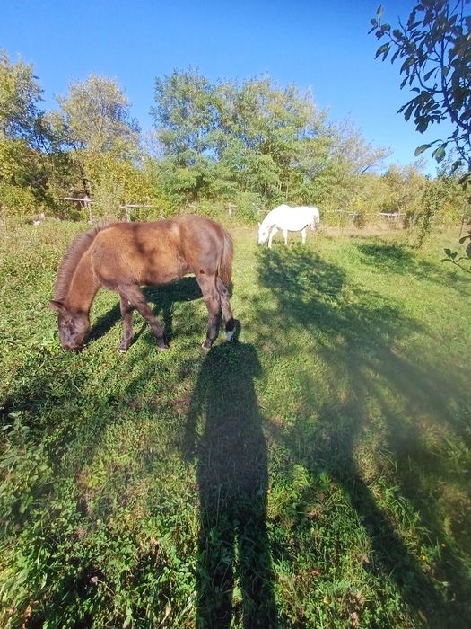 Manz de vânzare 6 luni