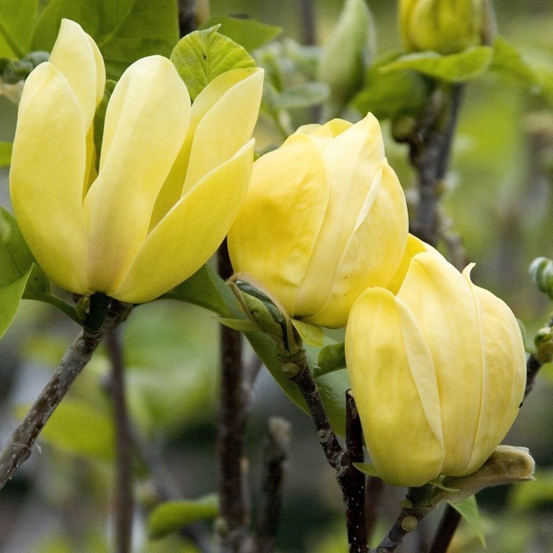 Magnolie yellow bird