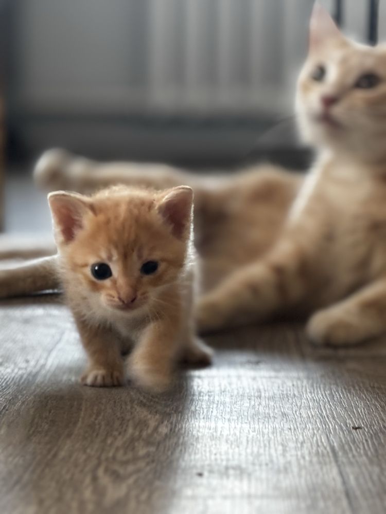 Отдам котенка , из 4 ых котят остался один