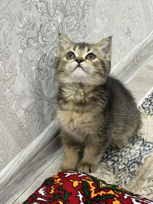 Кошки котята британская шиншилла
