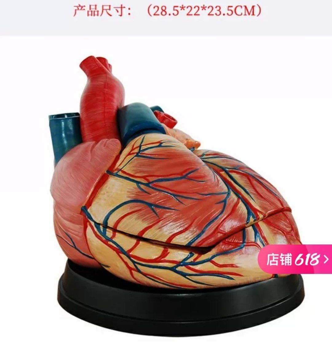 Модель сердца человека муляж сердце анатомическая модель сердца