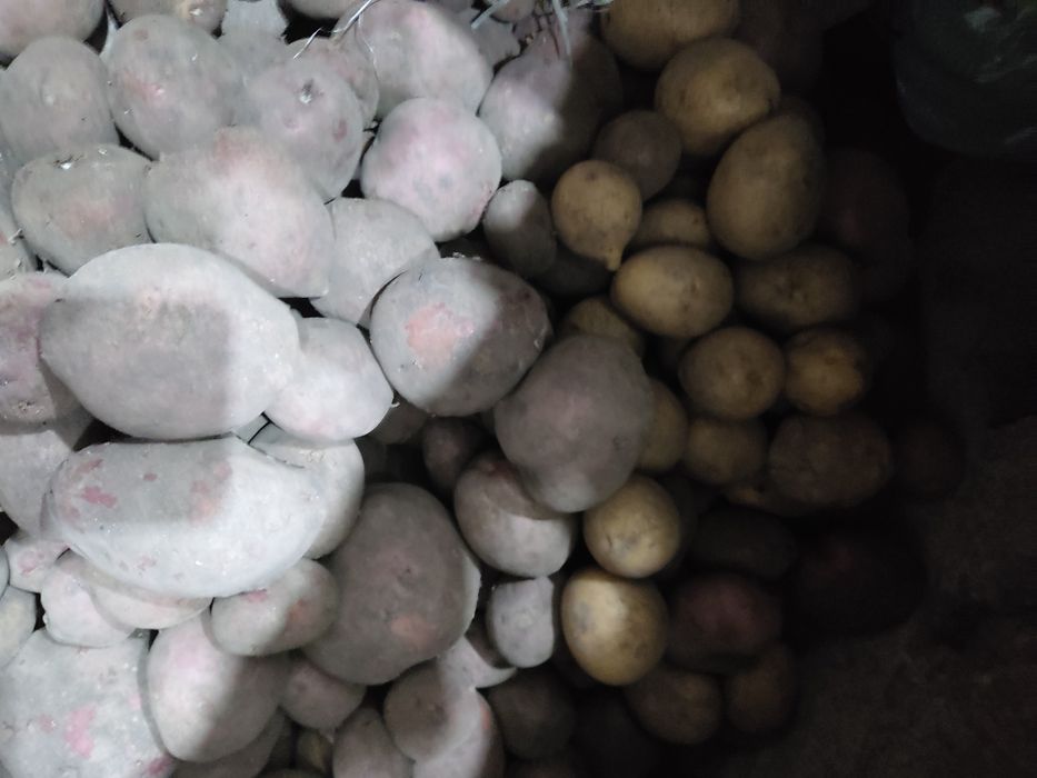 Картофель домашний