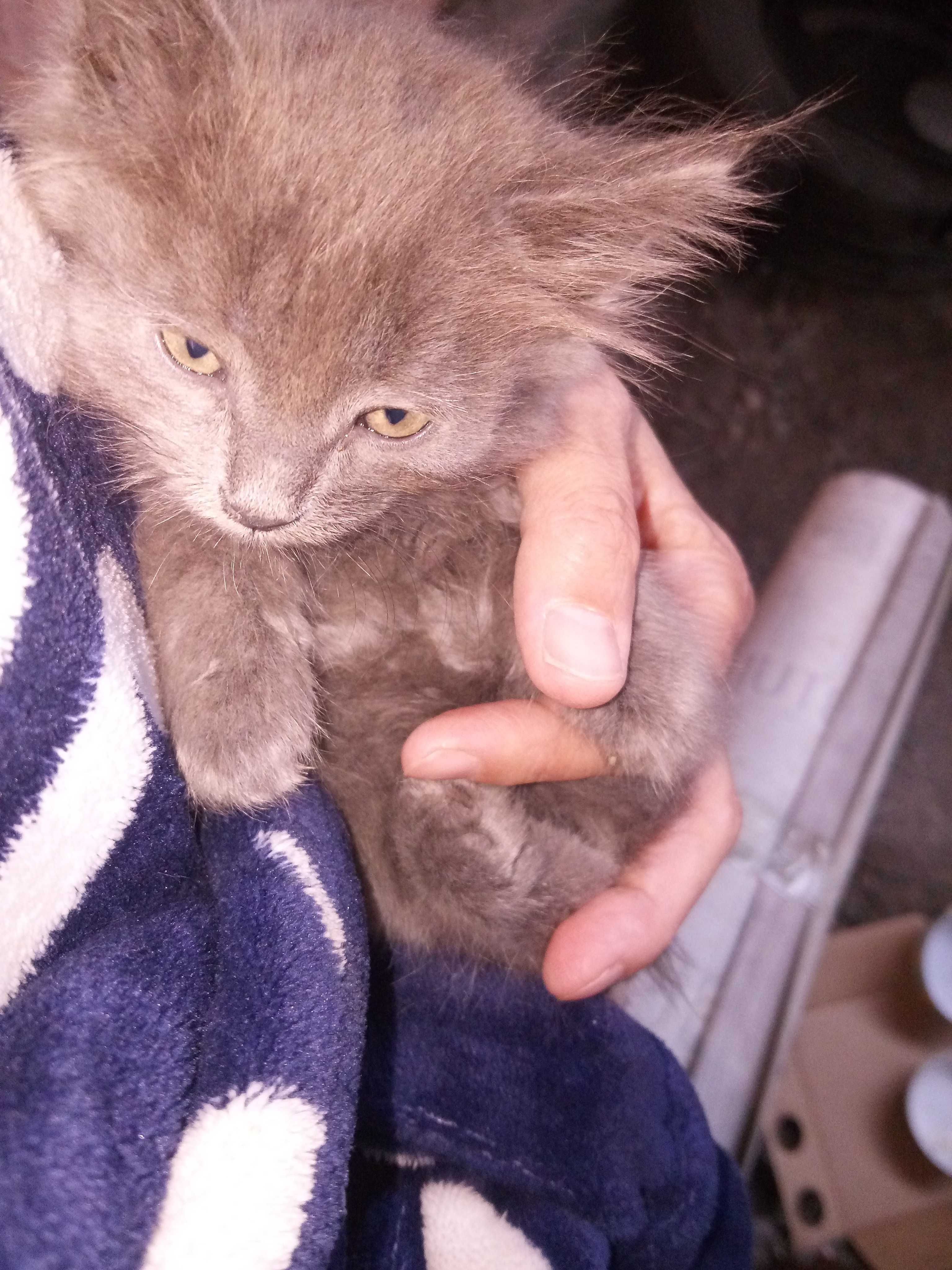 Бесплатно котята