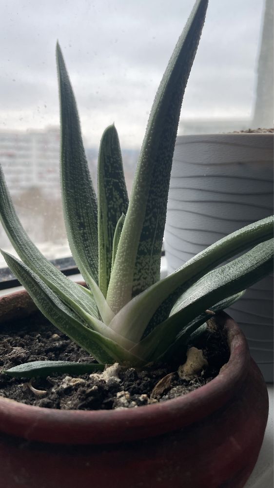 Gasteria Little Warty