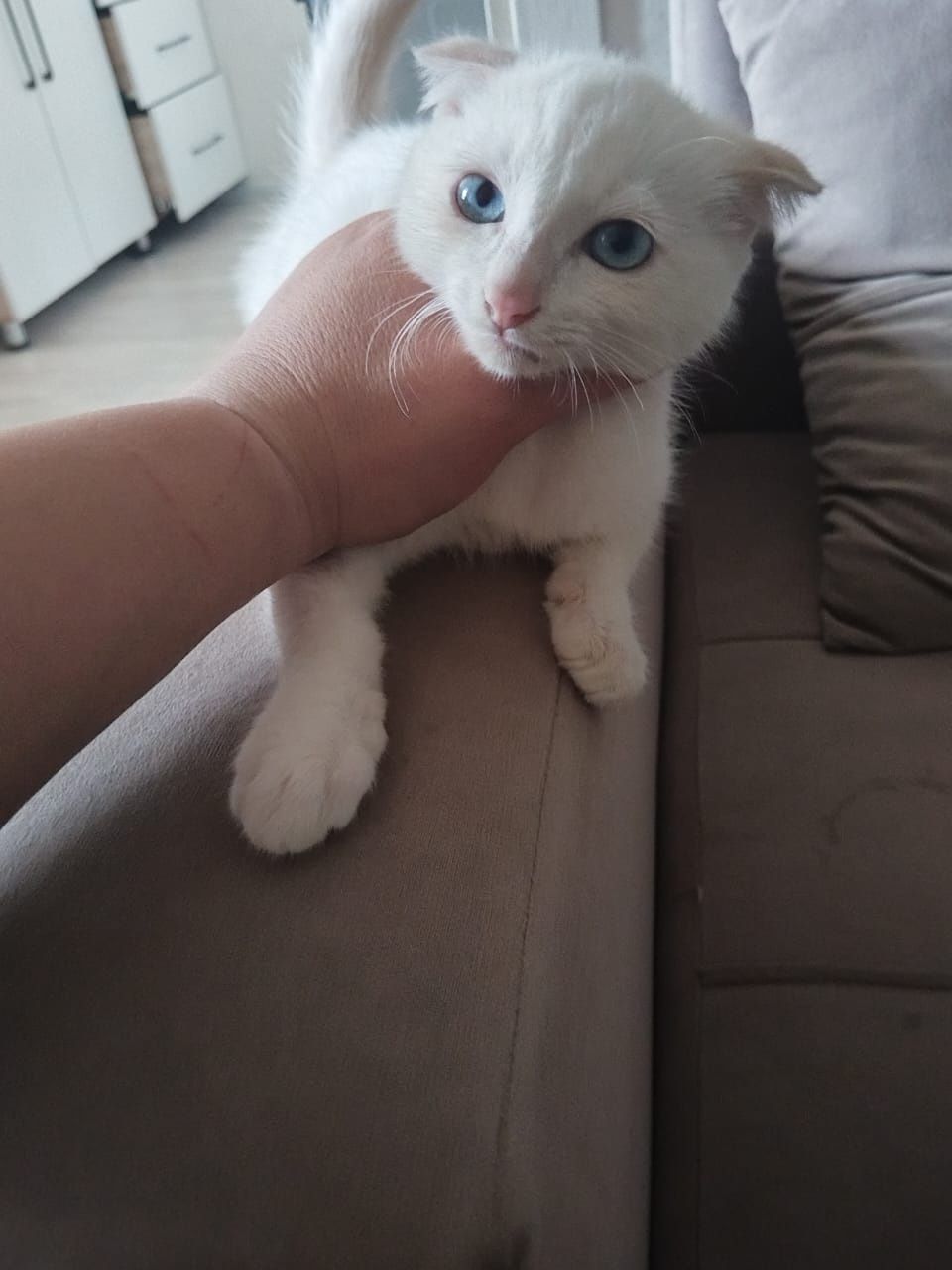 Котенок вислоухий 3мес.