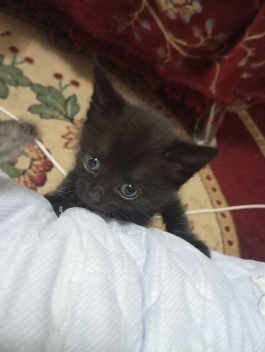 Отдам котенка бесплатно в добрые руки