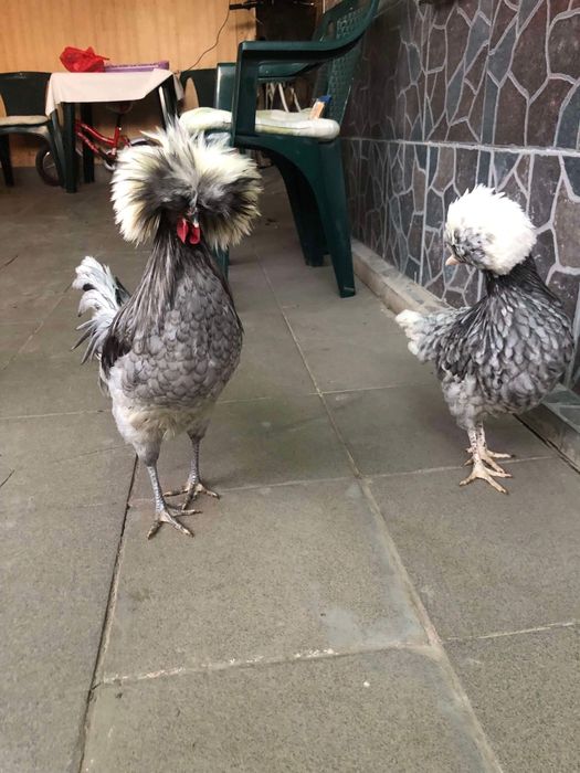 Vand Motate Olandeze