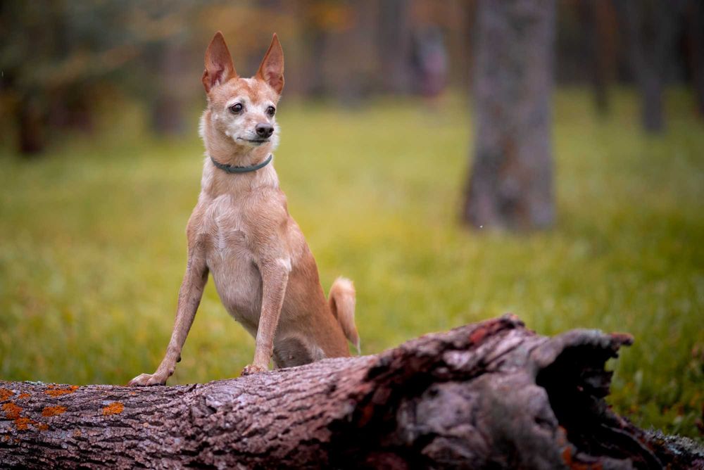 Кучешка Фотосесия