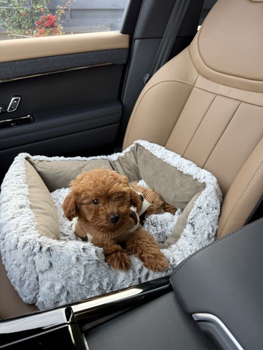 Pudel mascul talie mica