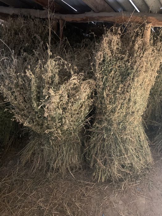 Беда комкок кол мехнати