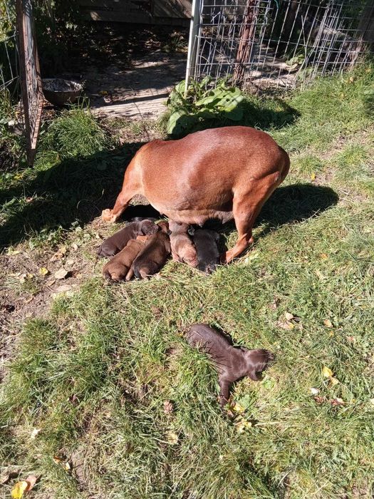 Donez catei – metisiLimier Bavarez si  Copoi Ardelenesc, 3 luni