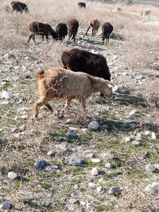 Продам.  казу. на.