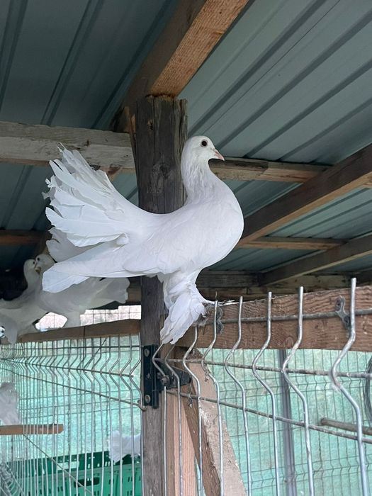 De vanzare voltati maghari!