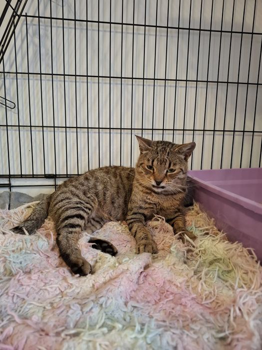 Tigri cauta adoptie