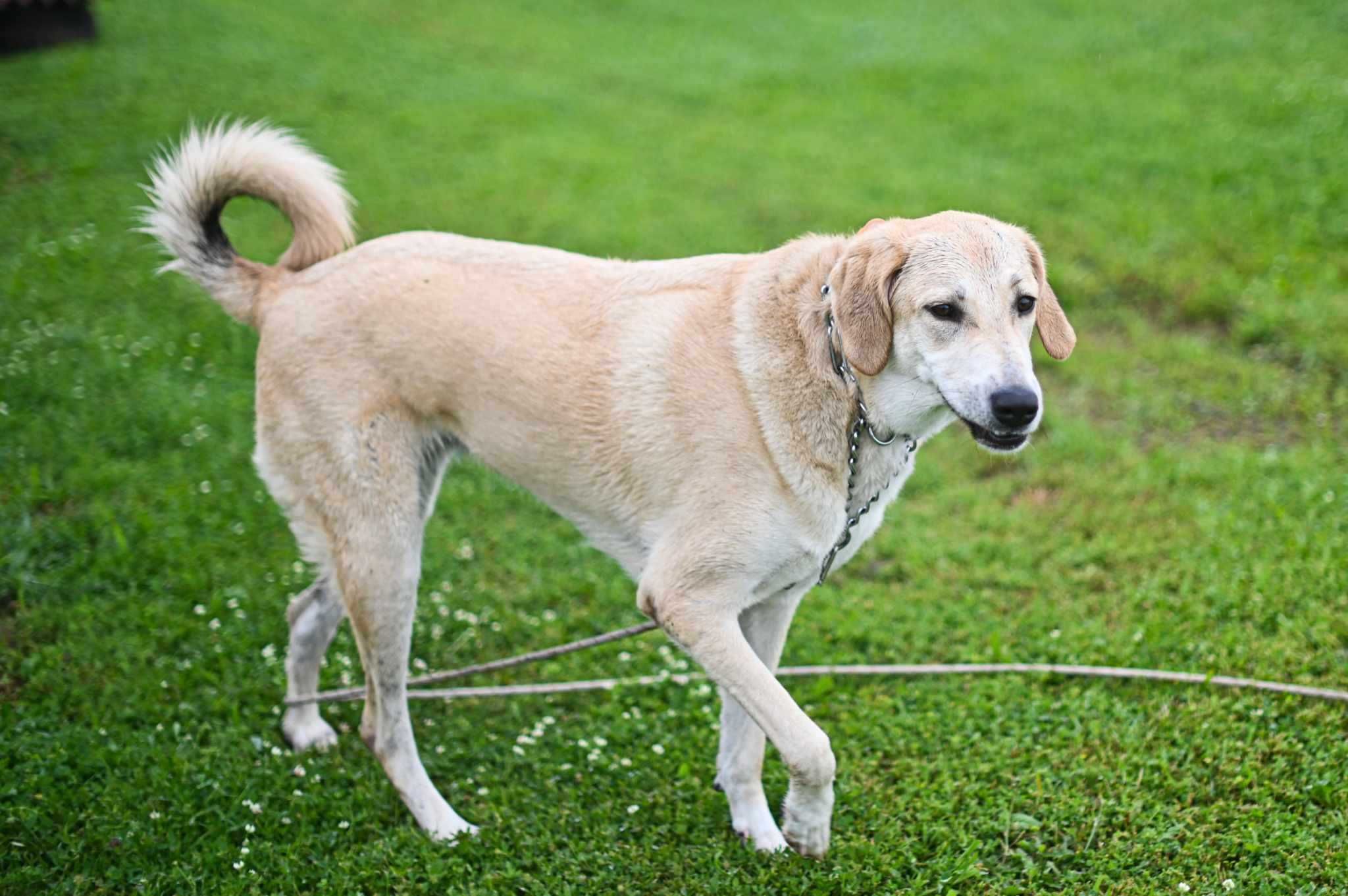Кучето Грейси търси постоянен дом и стопани / Gracie looking for home