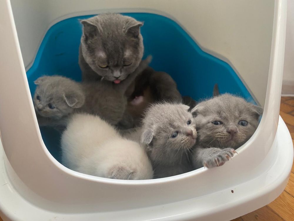 In cautare de casuta pisici Scottish fold