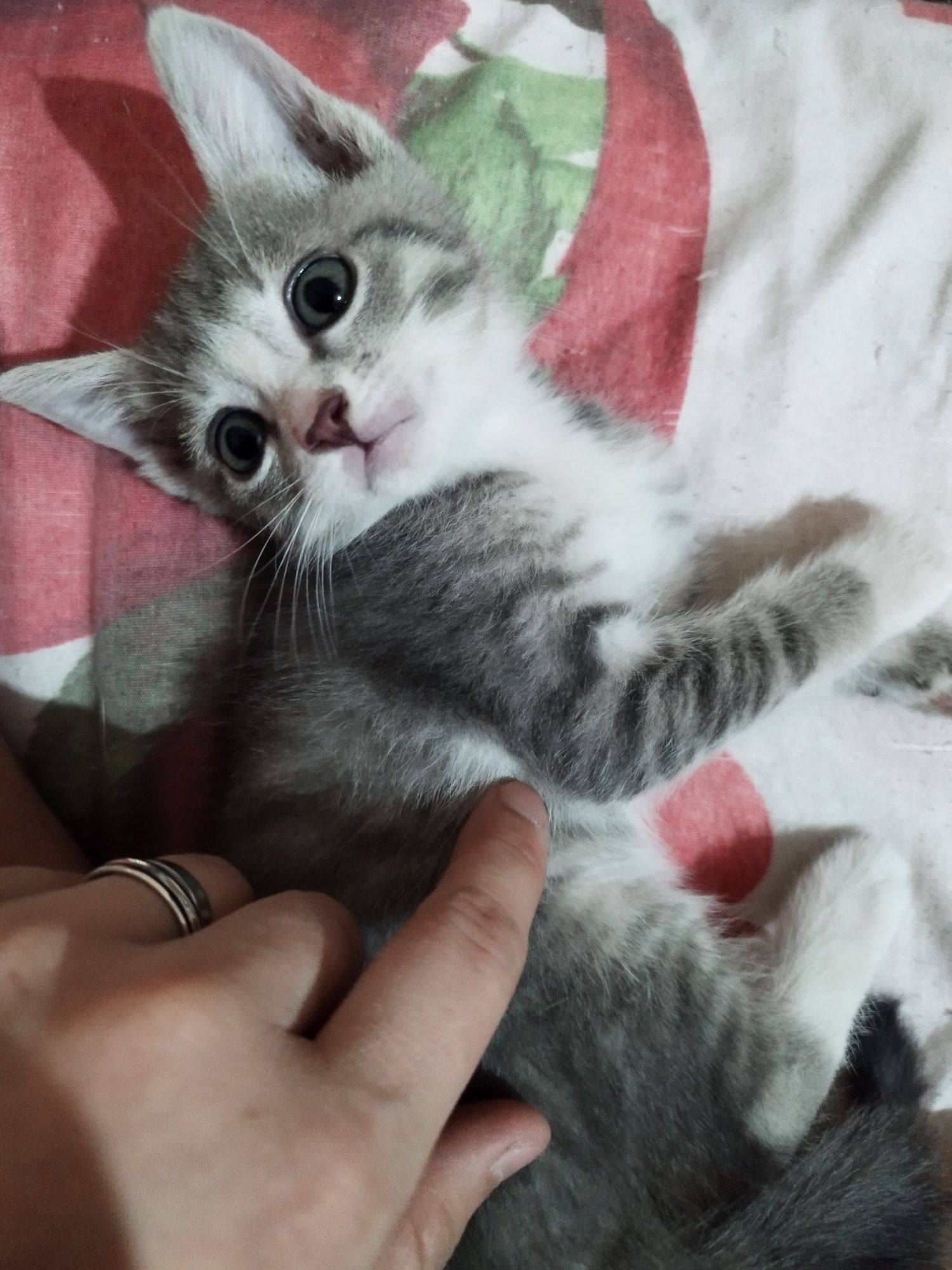 Скоттиш страйт Киз