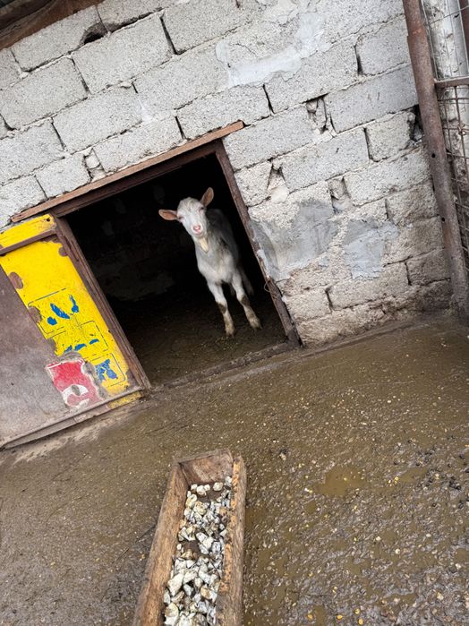 Vând 2 Capre si 2 țapi